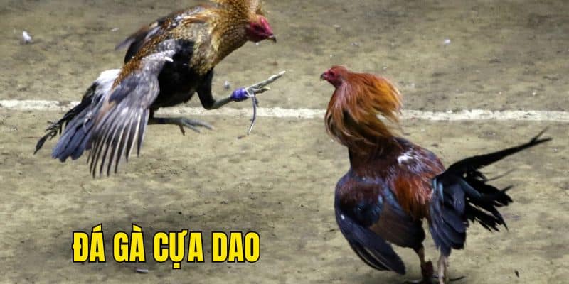 Xổ số đá gà go99